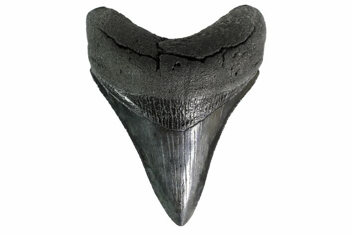 Serrated, Fossil Megalodon Tooth - Collector Quality #153854